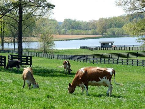 Evergreen dairy farms - On Monday, Ellison filed the lawsuit in Stearns Country District Court against Evergreen Acres Dairy, Evergreen Estates, Morgan Feedlots and the dairy operations’ owners Keith Schaefer and Megan ...